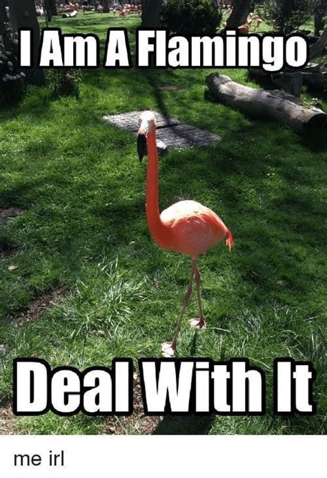 flamingo becoming terrifying meme